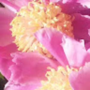 Meet your Posher, Shadow